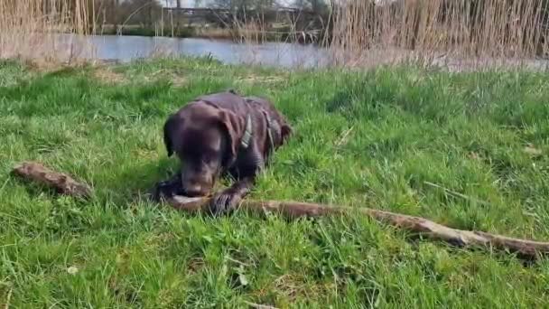 Labrador Retriever Canis Lupus Familiaris Grass Field Healthy Chocolate Marrón — Vídeos de Stock