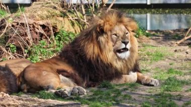 Aslan, Panthera leo, Panthera cinsindeki dört büyük kediden biridir ve Felidae familyasının bir üyesidir..