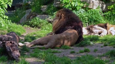 Aslan, Panthera leo, Panthera cinsindeki dört büyük kediden biridir ve Felidae familyasının bir üyesidir..