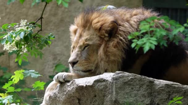 Singa Panthera Leo Adalah Salah Satu Dari Empat Kucing Besar — Stok Video
