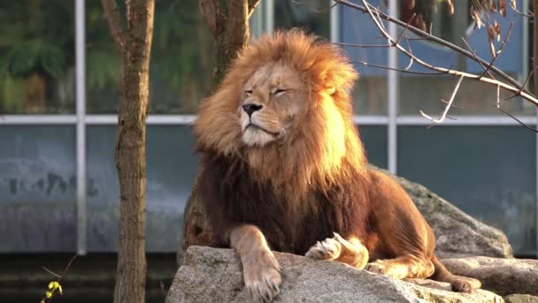 狮子Panthera Leo是黑豹属的四大猫科动物之一 也是猫科动物中的一员 — 图库视频影像