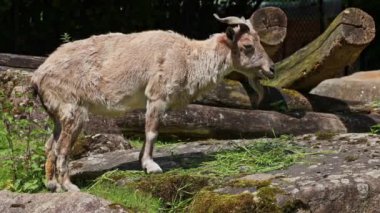 Türkmen markhor, Capra Falconeri heptneri. Bu türün adı boynuz şeklinden geliyor, tirbuşon ya da vida gibi kıvrılıyor. Markhor Pakistan 'ın sembollerinden biri.