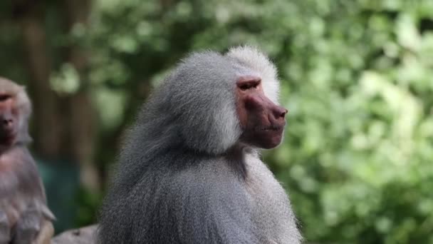 드리야 개코원숭이는 주위를 둘러보고 있습니다 파비오 드리아스는 개코원숭이의 일종이다 — 비디오