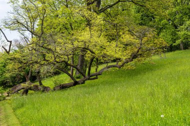 Johann Wolfgang von Goethe 'nin bahçeli bahçe evi Weimar, Thuringia, Almanya' da. Unesco Dünya Mirası Sitesi,