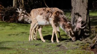 Fallow deer, Dama mezopotamya, Cervidae familyasından bir memeli türü..