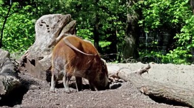 Kızıl nehir domuzu, Potamochoerus porcus, ayrıca çalı domuzu olarak da bilinir. Bu domuzun yer altında yiyecek bulmak için keskin bir koku alma duyusu var..