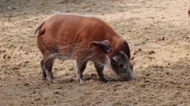 Kızıl nehir domuzu, Potamochoerus porcus, ayrıca çalı domuzu olarak da bilinir. Bu domuzun yer altında yiyecek bulmak için keskin bir koku alma duyusu var..