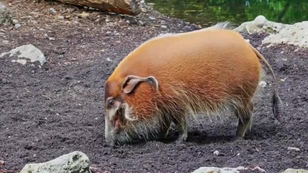 红河猪 波塔莫霍埃斯猪笼草 又称丛林猪 这只猪嗅觉敏锐 能在地下找到食物 — 图库视频影像