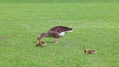 Küçük bebekleri olan gri lag kazları ailesi. Gri-lag kaz, Anser anser, Anatidae familyasından bir kaz türü.