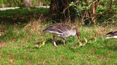 Küçük bebekleri olan gri lag kazları ailesi. Gri-lag kaz, Anser anser, Anatidae familyasından bir kaz türü.