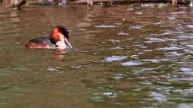 Great Crested Grebe, Podiceps kristali bir balık yakaladı. Güzel turuncu renkli bir kuş, kırmızı gözlü bir su kuşu. Eski Dünya 'da bulunan en büyük aile üyesidir..