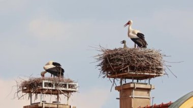 Beyaz leylek, ağustos böceği, Avrupa 'da Oettingen, Swabia, Bavyera, Almanya' da yuvada küçük bebekler. Ciconia ciconia leylek familyasından bir kuş türü. Tüyleri çoğunlukla beyazdır.