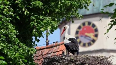 Beyaz leylek, ağustos böceği, Avrupa 'da Oettingen, Swabia, Bavyera, Almanya' da yuvada küçük bebekler. Ciconia ciconia leylek familyasından bir kuş türü. Tüyleri çoğunlukla beyazdır.