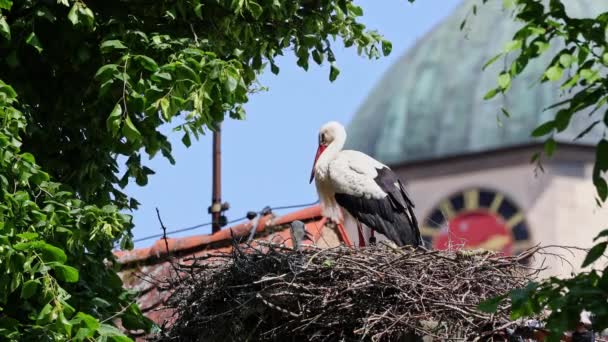 White Stork Ciconia Ciconia Маленькими Дітьми Гнізді Еттінґені Швабії Баварії — стокове відео