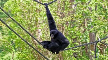 Siamang (