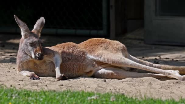 캥거루 매크로푸스 루푸스는 캥거루중에서 오스트레일리아에서 서식하는 포유류 중에서 현존하는 류중에서 — 비디오