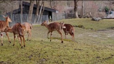 Nyala, Tragelaphus angasii Güney Afrika 'ya özgü spiral boynuzlu bir antiloptur. Bovidae familyasından ve Nyala familyasından, Tragelaphus familyasından bir türdür.. 