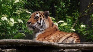 Sibirya kaplanı, Panthera tigris altaica dünyanın en büyük kedisidir.