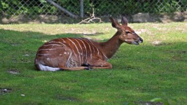 Nyala, Tragelaphus angasii Güney Afrika 'ya özgü spiral boynuzlu bir antiloptur. Bovidae familyasından ve Nyala familyasından, Tragelaphus familyasından bir türdür.. 