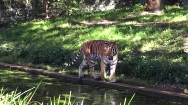 Sibirya kaplanı, Panthera tigris altaica dünyanın en büyük kedisidir.