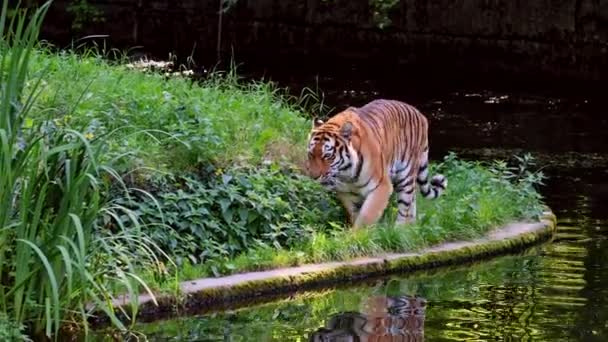 Сибирский Тигр Panthera Altaica Самая Большая Кошка Мире — стоковое видео