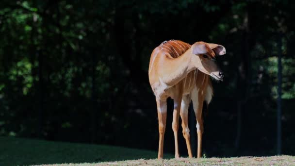 非洲羚羊 Tragelaphus Angasii 是一种原产于南部非洲的螺旋形角羚羊 牠们是Bovidae科和Nyala属的一个物种 也被认为属于Tragelaphus属 — 图库视频影像