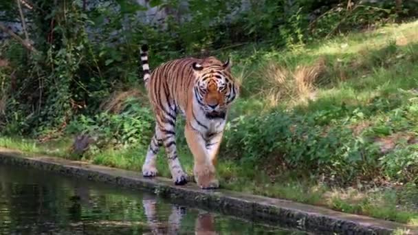 Tigre Siberiano Panthera Tigris Altaica Gato Más Grande Del Mundo — Vídeo de stock