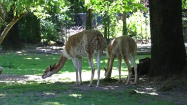 Vicunas, Vicugna Vicugna, And Dağları 'nın yüksek dağlık bölgelerinde yaşayan lama' nın akrabaları.