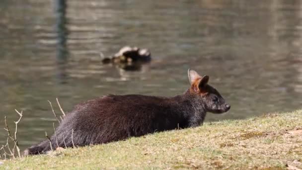 瓦拉比沼泽 瓦拉比亚双色 是较小的袋鼠之一 这种瓦莱比也被称为黑色瓦莱比 — 图库视频影像