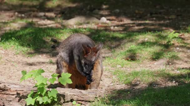 Mlaștina Wallaby Bicolorul Valabiei Este Unul Dintre Cangurii Mai Mici — Videoclip de stoc