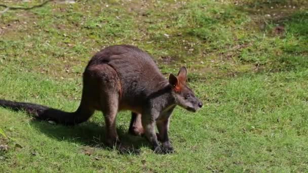 Swamp Wallaby Wallabia Bicolor Mindre Kängurur Denna Wallaby Också Allmänt — Stockvideo