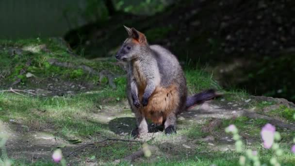 Pântano Wallaby Wallabia Bicolor Dos Cangurus Menores Este Wallaby Também — Vídeo de Stock