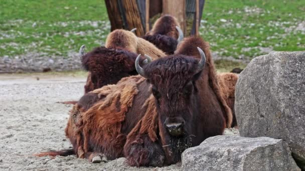 Bison Amerika Atau Singkatnya Bison Juga Dikenal Sebagai Kerbau Amerika — Stok Video