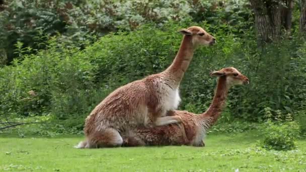 Paarungsverhalten Der Vicunas Vicugna Vicugna Verwandte Der Lamas Die Den — Stockvideo