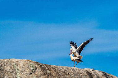 Beyaz leylekler, ağustos böceği, yuvada çiftleşiyorlar. Los Barruecos Doğal Anıtı, Malpartida de Caceres, Extremadura, İspanya 'da çiftleşen vahşi hayvanlar.