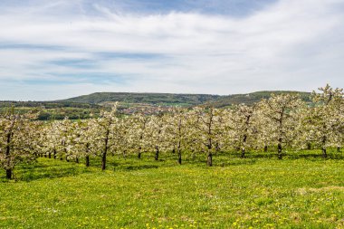 Franconian İsviçre 'deki Kirchehrenbach tepelerinde kiraz çiçeği. Meyve konyağı ve meyve suyu için ünlü bir bölge. Batı Avrupa 'nın kiraz ağaçları için en büyük tarım alanlarından biri.