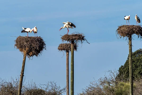 Ciconia Ciconia Storks Colony Protected Area Los Barruecos Natural Monument — 图库照片