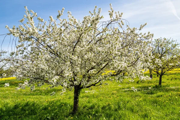 Cherry Blossom Hills Kalchreuth Germany Franconian Switzerland Famous Region Fruit — Stock Photo, Image