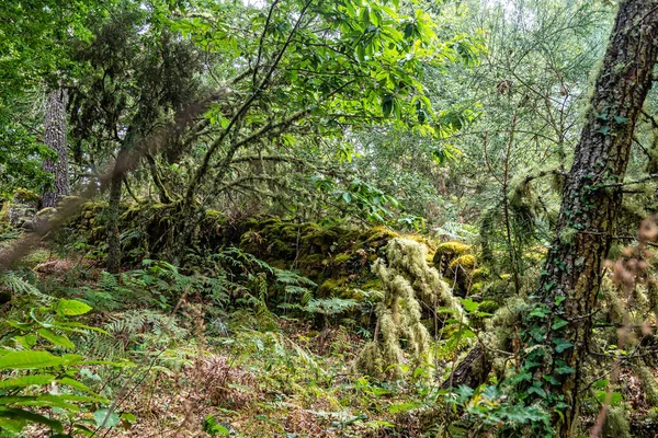 Mooie Wandeling Door Canyon Del Sil Bij Parada Sil Galicië — Stockfoto