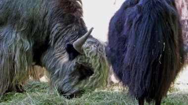 Yerli öküz Bos grunniens, Hindistan 'ın Himalaya bölgesinde, Tibet Platosu' nda ve Moğolistan ve Rusya 'nın kuzeyine kadar uzanan bölgede bulunan uzun tüylü bir sığırdır..