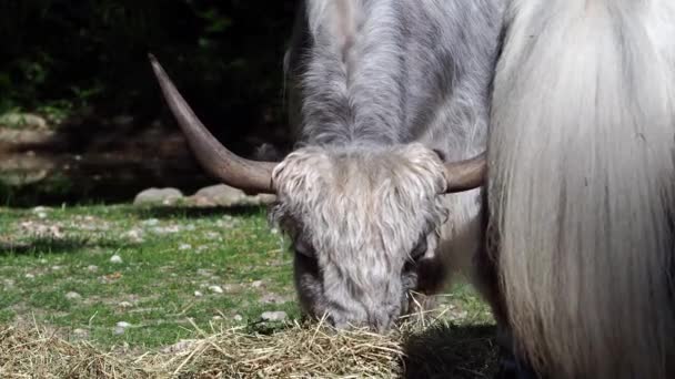 Domestic Yak Bos Grunniens Long Haired Domesticated Bovid Found Throughout — Stock Video