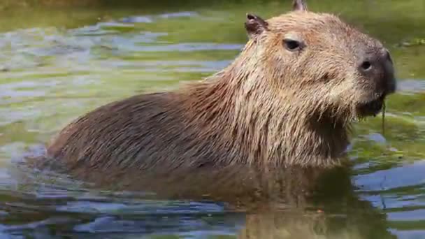 カピバラ Capybara Hydrochoerus Hydrochaeris 現存する世界最大のげっ歯類である 最も近い親戚は アグチ チンチラ コイピラ モルモットです — ストック動画