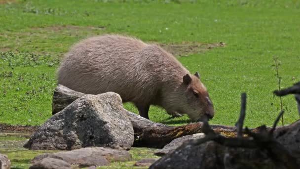 Capibara Hydrochoerus Hydrochaeris Roedor Más Grande Existente Mundo Sus Parientes — Vídeo de stock
