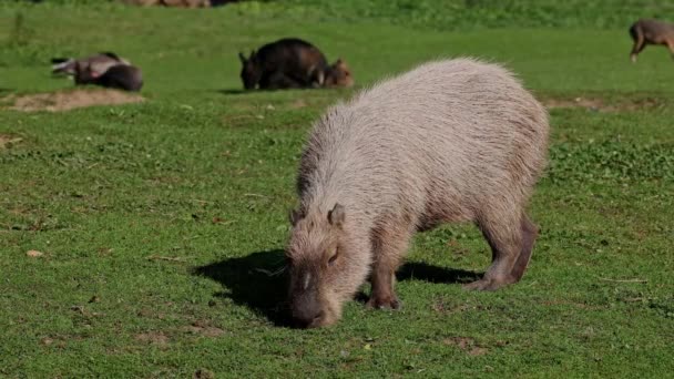 Capybara Hydrochoerus Hydrochaeris Largest Extant Rodent World Its Closest Relatives — Stock Video