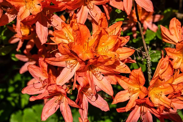 Rhododendron Japonicum Connu Sous Nom Azalée Japonaise Jardin Écologique Botanique — Photo