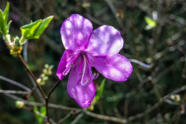 Blüte Einer Frau Farrers Rhododendron Rhododendron Farrerae Ökologischen Und Botanischen — Stockfoto