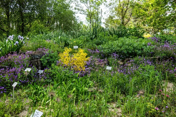 Meadow with flowers and plants at the Ecology and Botanic Garden in Bayreuth, Germany. It is an ornamental shrub. The plant has decorative red flowers.