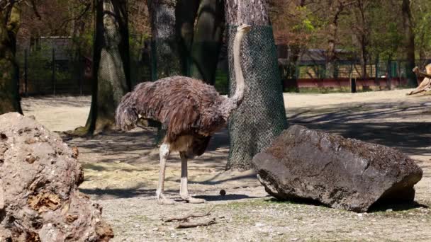 Struś Zwyczajny Struthio Camelus Lub Prostu Struś Jest Gatunkiem Dużych — Wideo stockowe