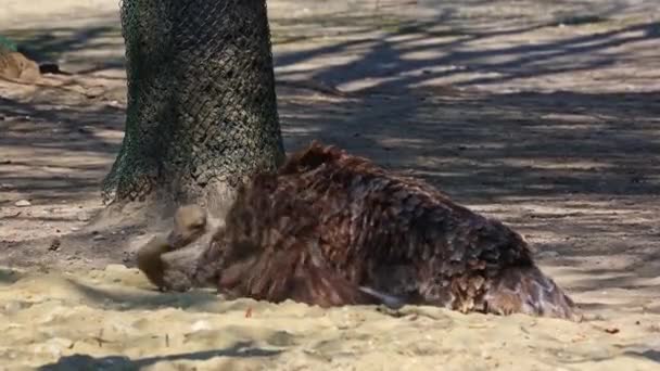 Der Strauß Struthio Camelus Oder Einfach Strauß Ist Eine Art — Stockvideo