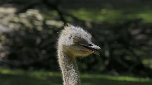 Common Ostrich Struthio Camelus Simply Ostrich Species Large Flightless Birds — Stock Video